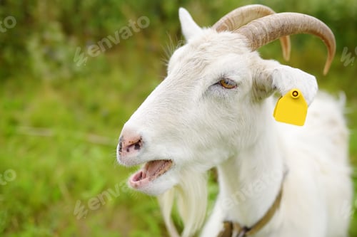 Preview: Domestic goat with a tag on its ear in the meadow on a sunny summer day. Portrait of white goat