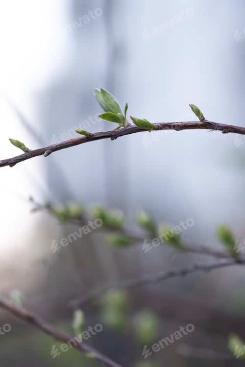 Preview: A branch with young leaves in natural conditions in spring.