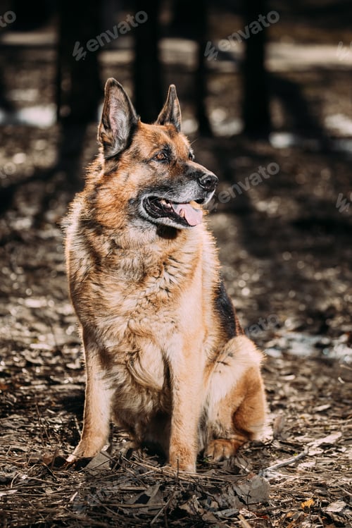 Preview: Alsatian Wolf Dog Or Black German Shepherd Dog Sit On Dry Grass In Autumn Forest. Deutscher Dog