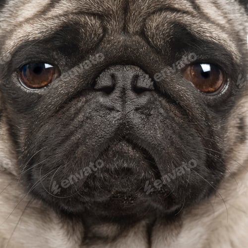 Vista previa: pug (4 years)