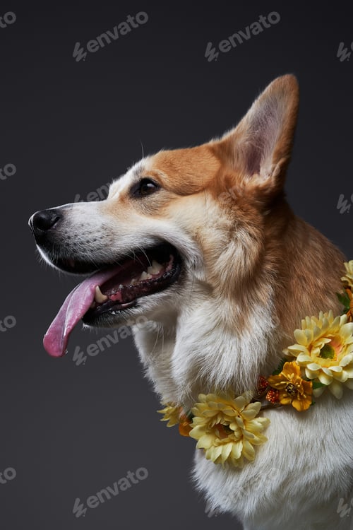 Preview: Portrait of corgi dog with yellow flowers on neck.