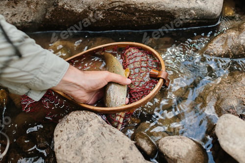 Preview: Fisherman holding brown trout in net in river