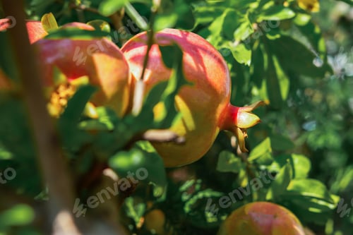 Preview: Red ripe pomegranate fruits grow in the garden.
