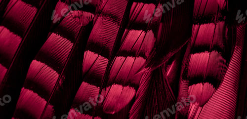 Preview: red and black jay feathers. background or texture