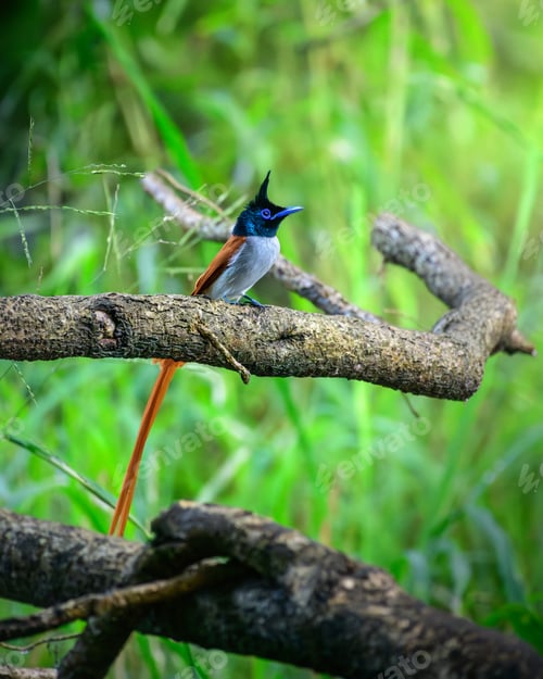 Vorschau: Männlicher indischer Paradiesfliegenfänger sitzt anmutig auf einem Ast,