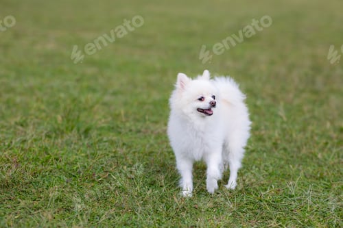 Preview: White pomeranian at the park