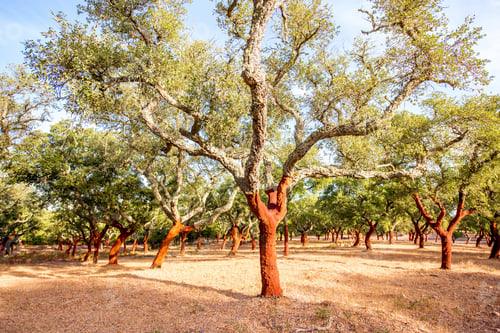 Preview: Cork oak trees in Portugal