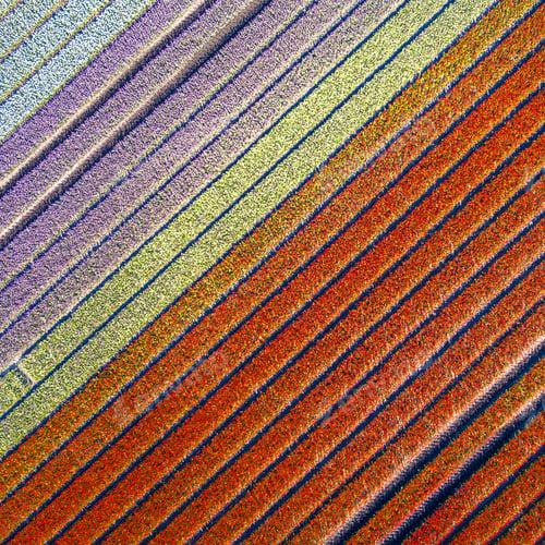 Preview: Aerial view Tulip field insta