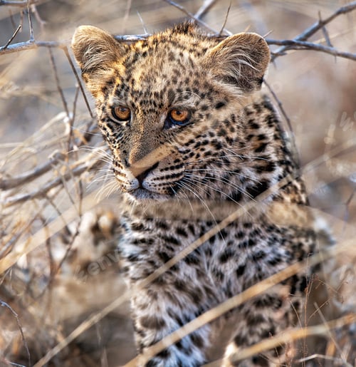 Vista previa: A Beautiful Wildlife in the World in pictures