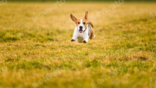 Preview: Dog Beagle running fast and jumping with tongue out through green grass field in a spring