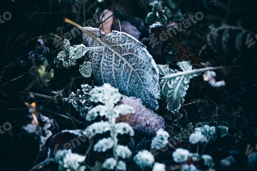 Preview: Frost on grass and leaves - winter backdrop