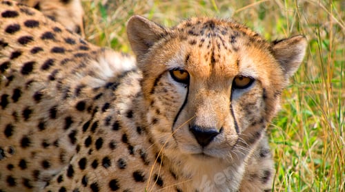 Preview: Cheetah, Wildlife Reserve, South Africa