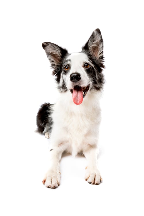 Preview: dog
