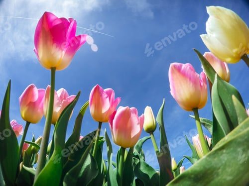Preview: sunlight through red tulips field. Beauty world. Europe