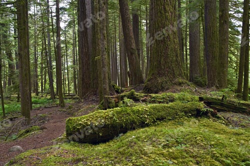 Preview: Forests of Pacific Northwest