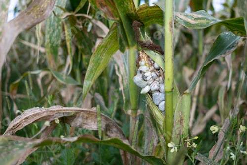 Preview: Detail of huitlacoche on corn in a crop field