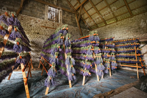 Preview: Dried bunches of lavender hanging on wooden ladders