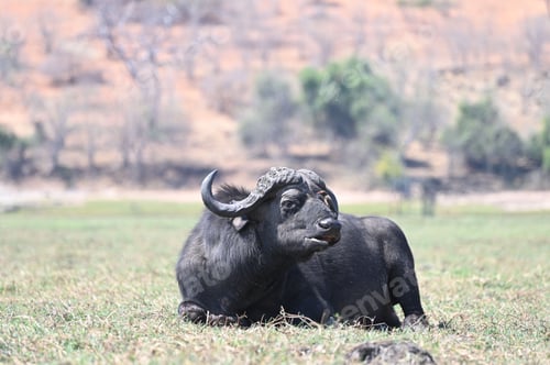 Preview: A single cape buffalo sitting in the gras, at Chobe National Park, in Botswana