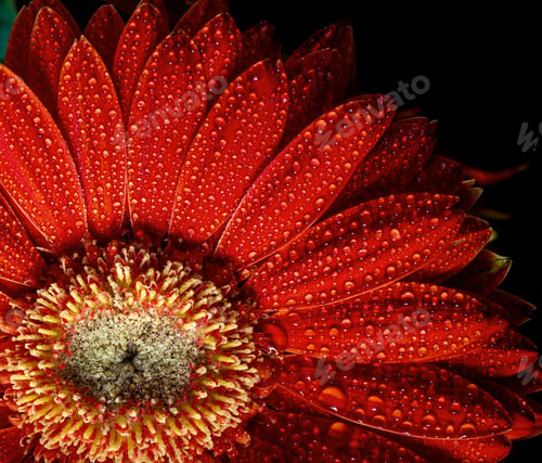 Preview: Red gerbera petals in water drops close-up, texture, natural background.