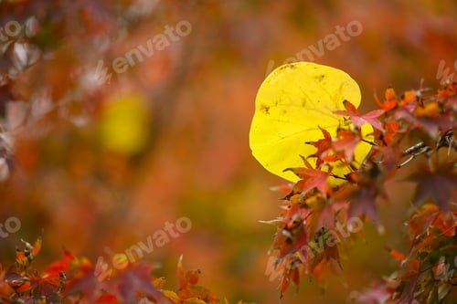 Preview: Autumn foliage details of trees and leaves changing color