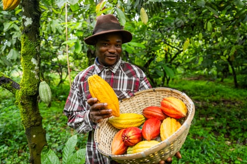 Visualização: Um fazendeiro africano sorridente colhendo vagens de cacau na plantação, produção de chocolate na África