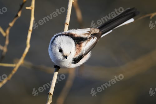 Preview: Long-tailed tit (Aegithalos caudatus)