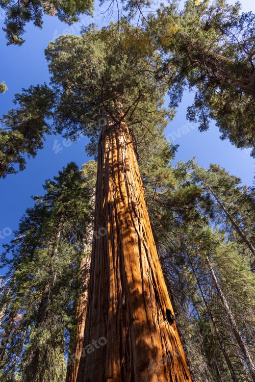 Preview: Giant Sequoia Trees in Sequoia National Park