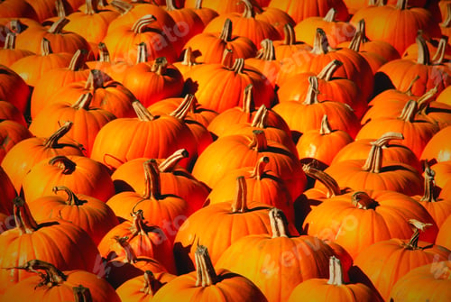 Preview: Pumpkin patch