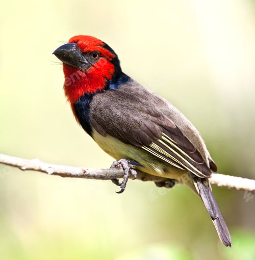 Preview: Black-collared Barbet (Lybius torquatus) in the Okavango Delta in Botswana.