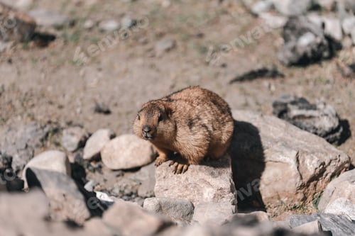 Preview: Himalayan marmot perched on rocky terrain, blending into the rugged mountain landscape