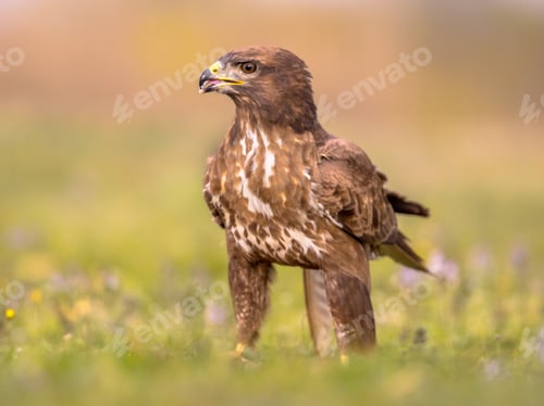 Preview: Buzzard perched in grass