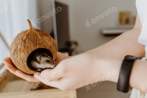 Preview: Close up photo of child hands playing with little hamster pet. Friendship, care and togetherness