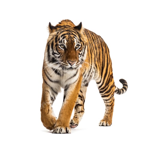 Preview: Tiger isolated