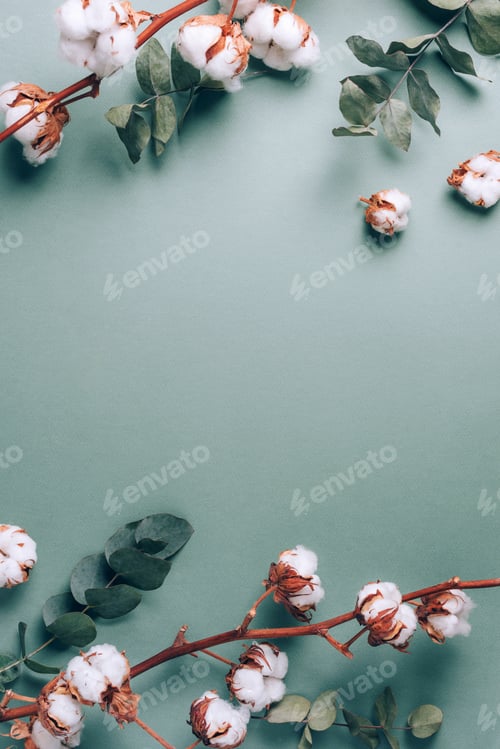 Preview: Flowers composition. Frame made of cotton flowers and eucalyptus branches on pastel blue background
