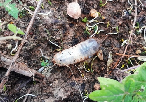 Preview: Beetle caterpillar larva rests on soil, surrounded by greenery, showcasing the wonders