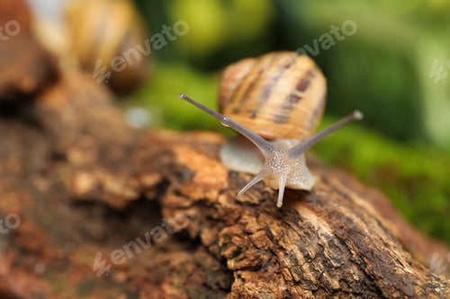 Preview: Common garden snail crawling on tree bark, closeup