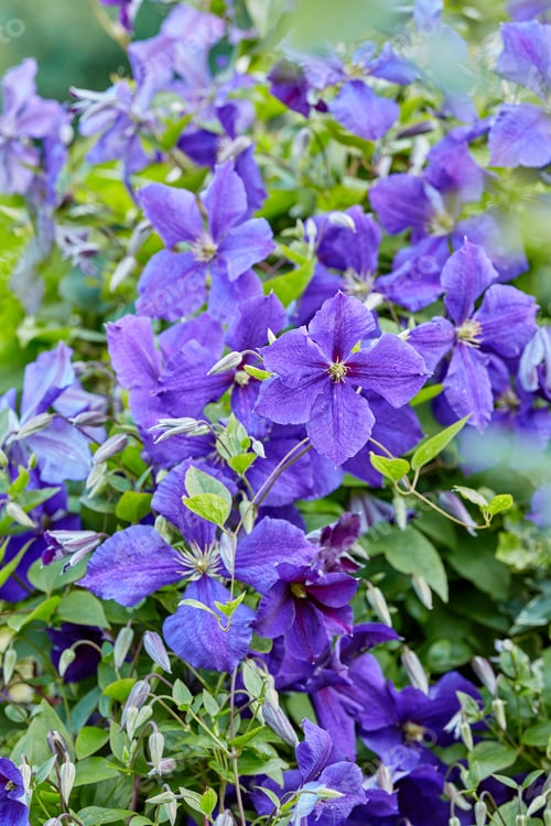 Preview: Beautiful flowers from my garden. A series of beautiful garden photos.