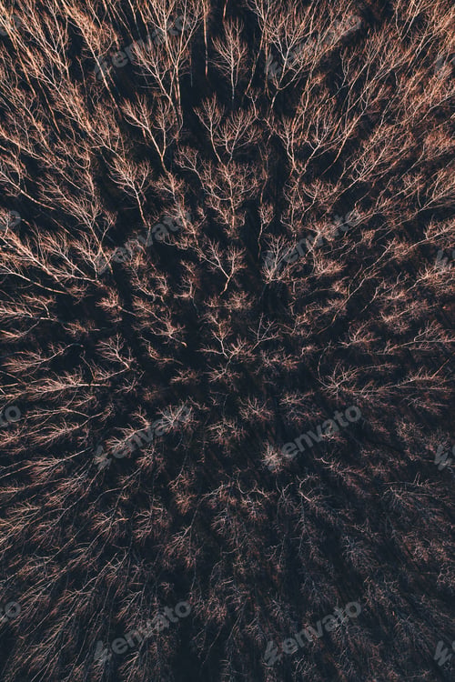 Preview: Aerial photography of cottonwood poplar forest in winter
