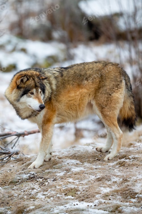 Preview: Adult male wolf standing in the forest in early winter