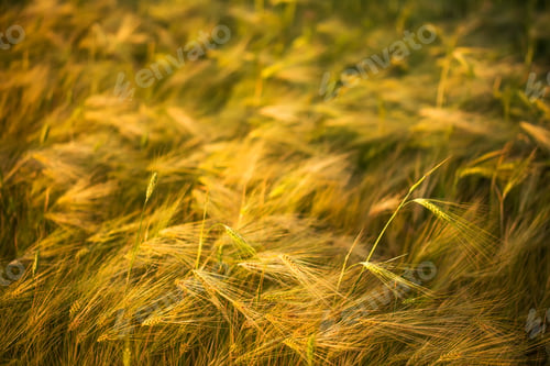 Preview: Ripening ears of yellow wheat field.