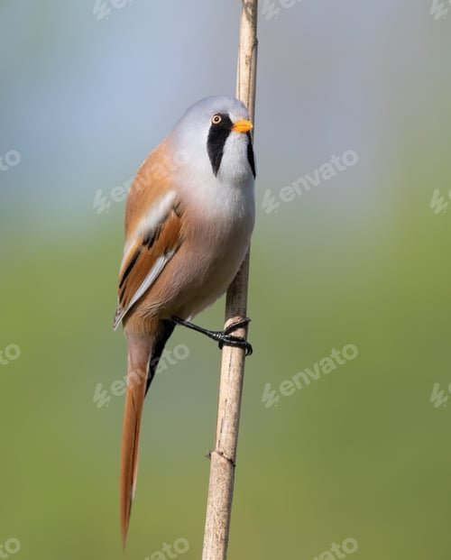 Preview: Bearded reedling, Panurus biarmicus. Bird sitting on a reed stalk, close-up, beautiful background