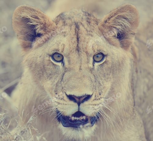 Preview: Close lion in National park of Kenya