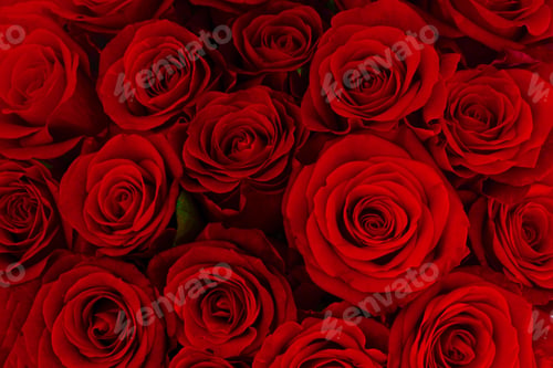Preview: bouquet of dark red roses
