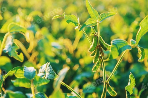 Preview: Soy beans grow in the field. Selective focus.