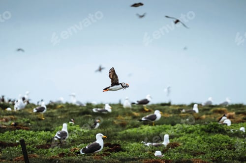 Preview: Puffins at Farne Islands
