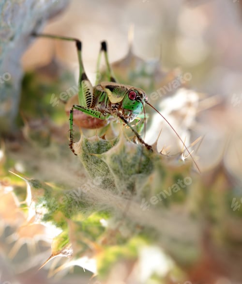 Preview: grasshopper on the thorn