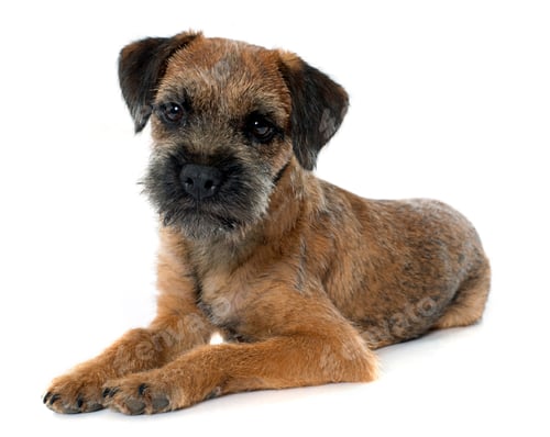 Preview: purebred border terrier
