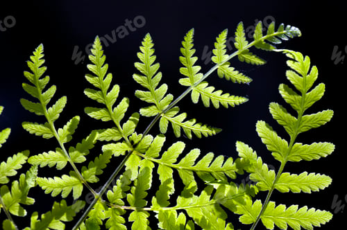 Preview: Closeup of green leaf background.