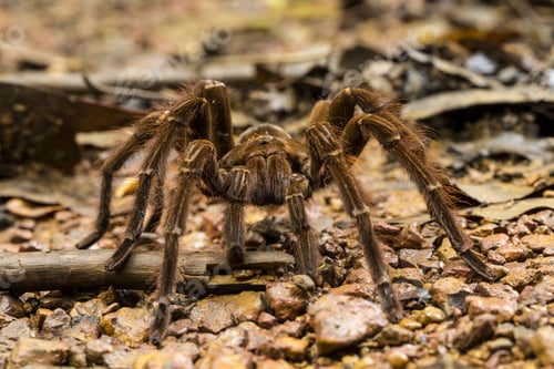 Preview: Goliath bird-eating spider, Theraphosa blondi