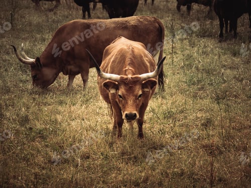 Preview: Herd of cows graze in a lush grassy meadow.